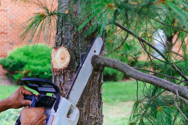 Best Tree Trimming and Pruning  in Terrell, TX